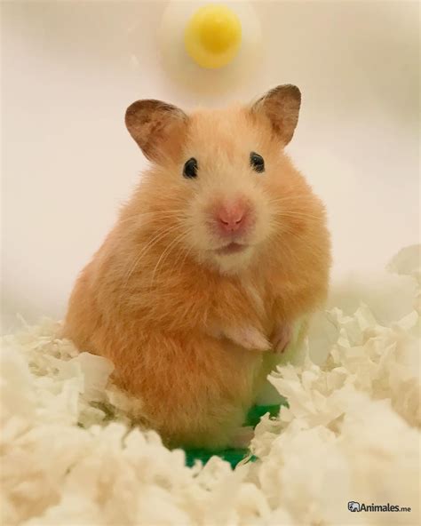 hamster por